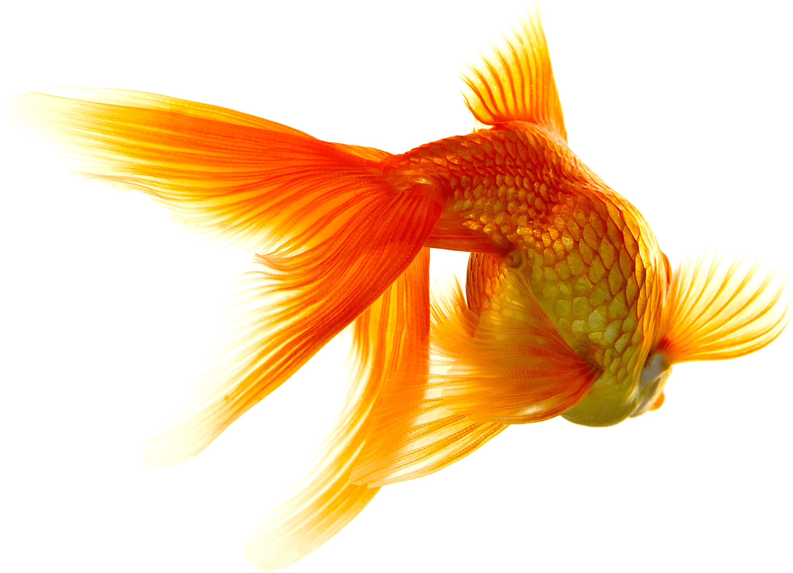 Goldfish Swimming